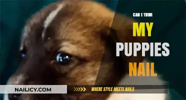 Puppy Nail Trimming 101: A Step-by-Step Guide for New Pet Owners
