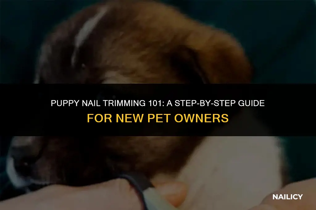 can i trim my puppies nail