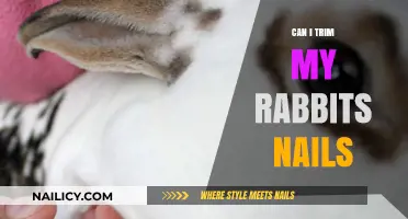 Safe and Simple Nail Trimming for Your Pet Rabbit