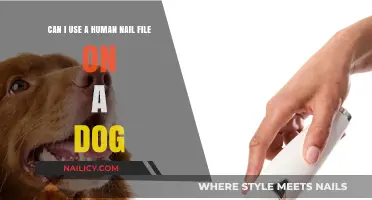 Paws and Reflect: The Do's and Don'ts of Filing Your Dog's Nails