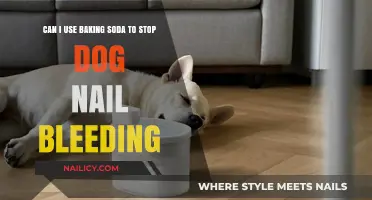 Quick Fix for Bleeding Dog Nails: Baking Soda to the Rescue!