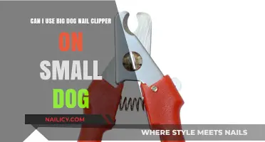 Big Clipper for Small Paws: A Guide to Safe Nail Trimming