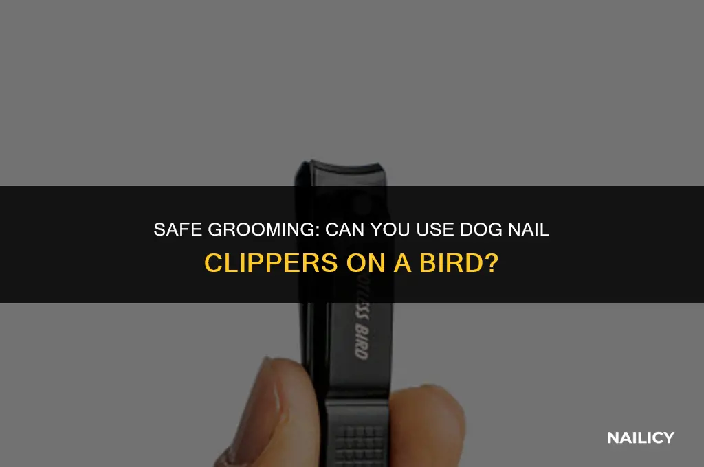 can i use dog nail clippers on a bird