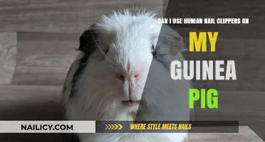 Guinea Pig Nail Care: Human Clippers Safe or Not?