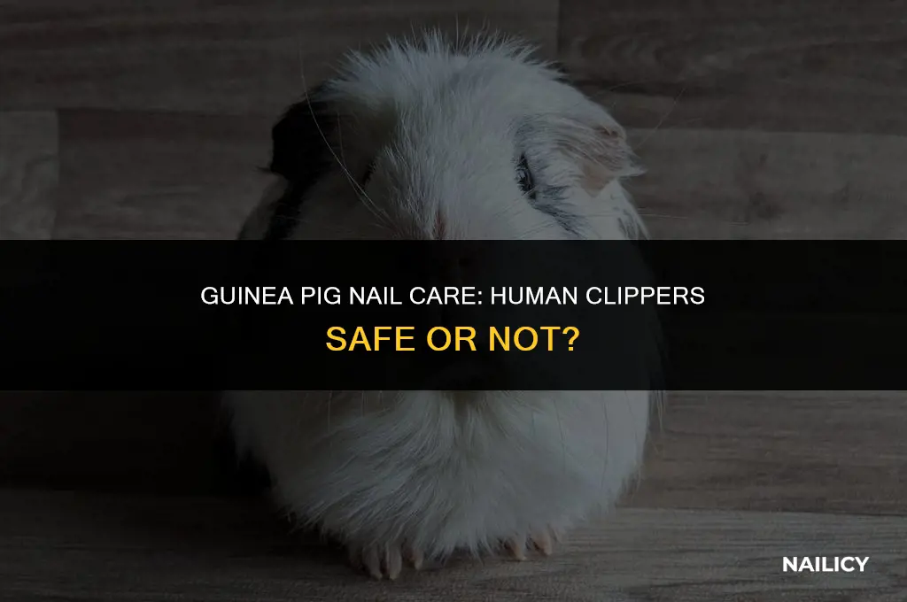 can i use human nail clippers on my guinea pig