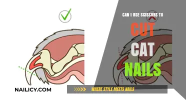 Safe Nail Trimming for Cats: Scissors or Clippers?