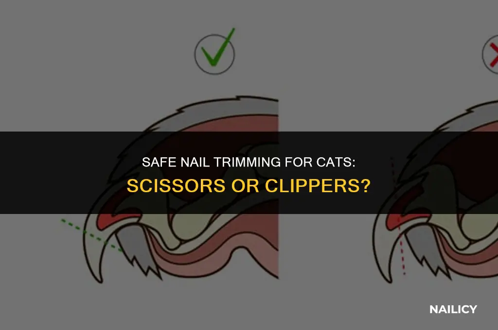can i use scissors to cut cat nails