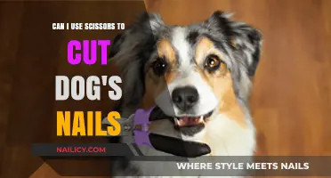 Safe Nail Trimming for Dogs: Scissors or Clippers?