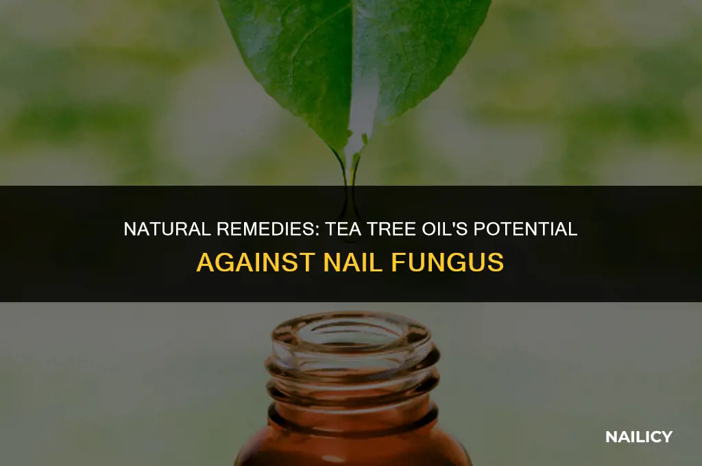 can i use tea tree oil for nail fungus