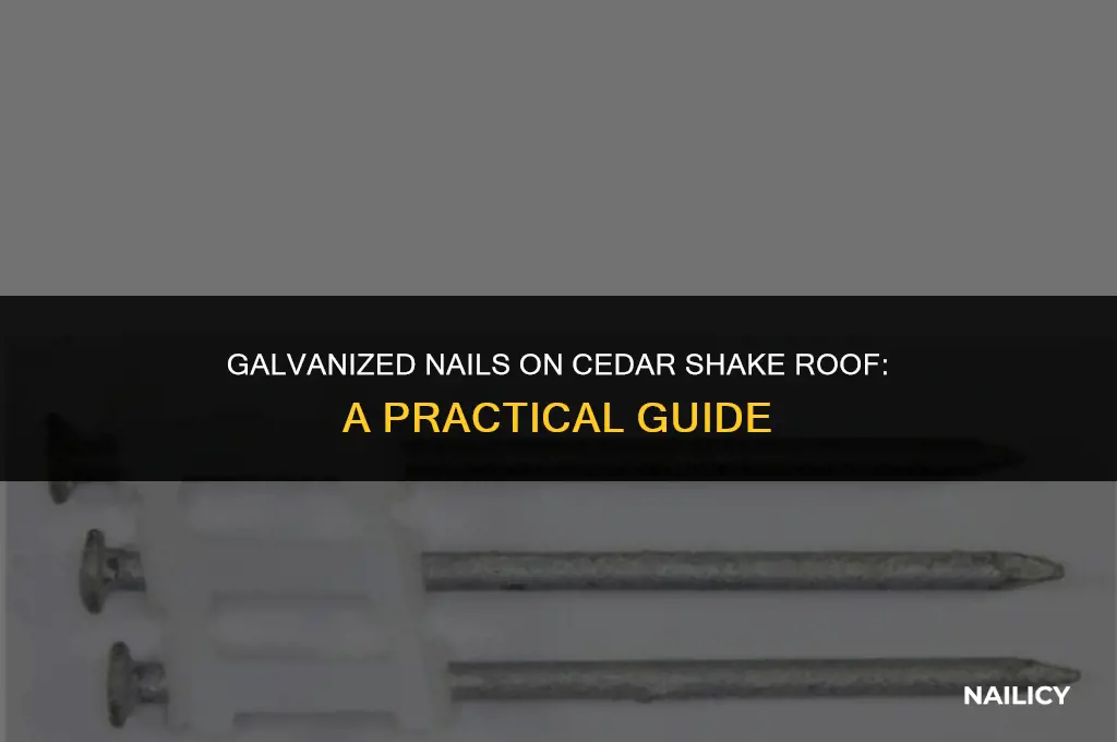 can i used galvanized nails on cedar shake roof