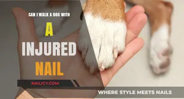 Caring for Your Canine Companion: Walking a Dog with an Injured Nail