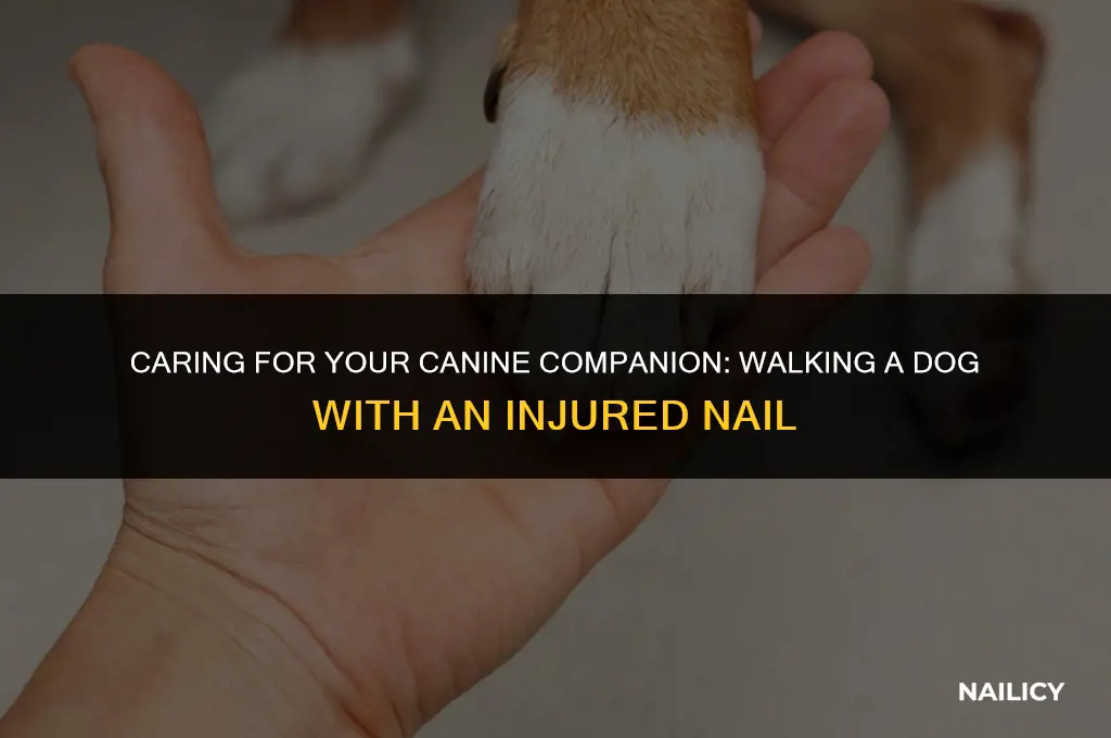 can i walk a dog with a injured nail