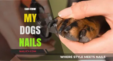 Safe and Easy Dog Nail Trimming: A Step-by-Step Guide