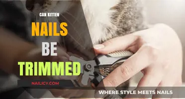 Purr-fectly Safe: A Guide to Trimming Your Kitten's Nails