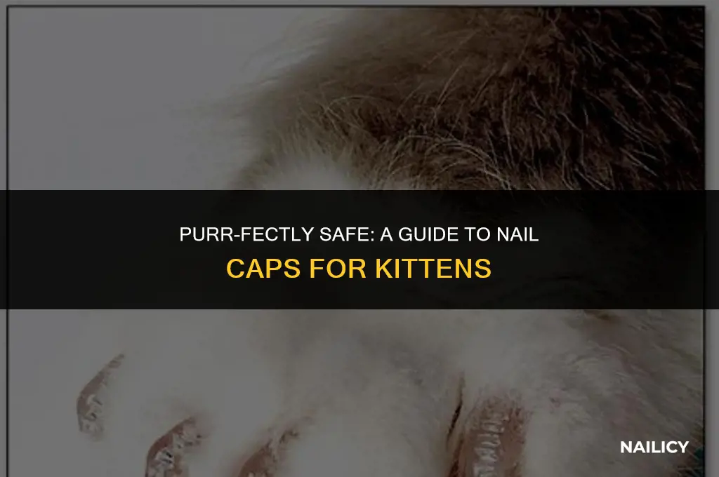 can kittens wear nail caps