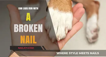 Exploring the Risks: Can Labs Operate Safely with a Broken Nail?
