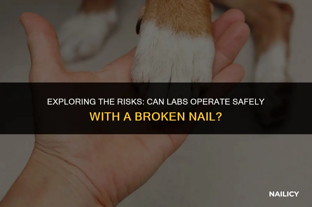 can labs run with a broken nail