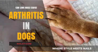 Exploring the Link: Can Long Nails Trigger Arthritis in Dogs?