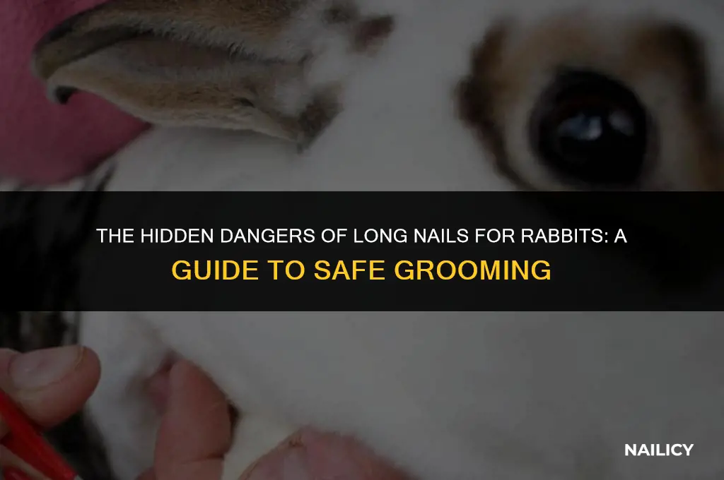 can long nails cause wounds rabbit