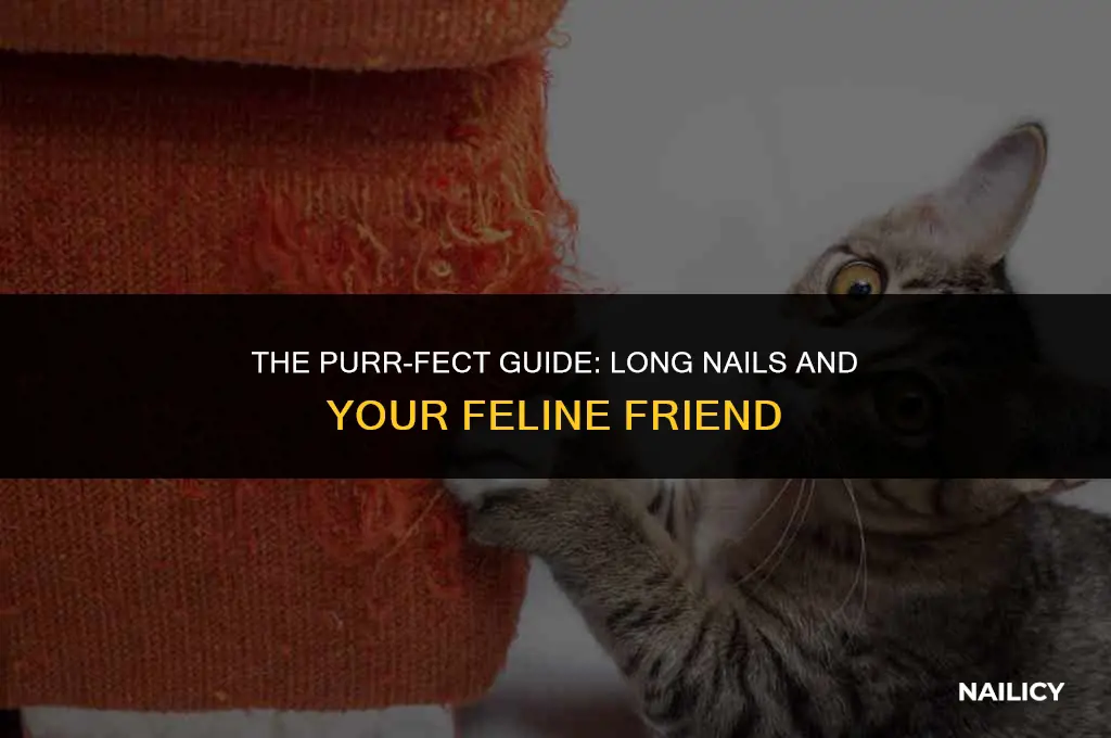 can long nails hurt your cat