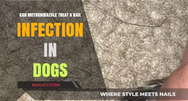 Treating Canine Nail Infections: Metronidazole's Role and Effectiveness