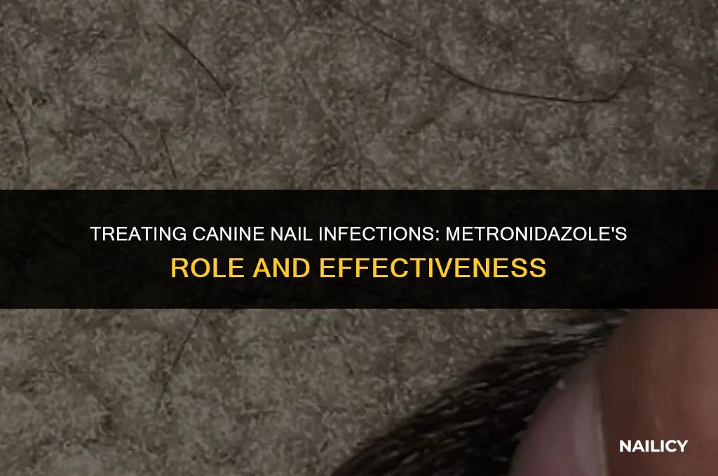 can metronidazole treat a nail infection in dogs