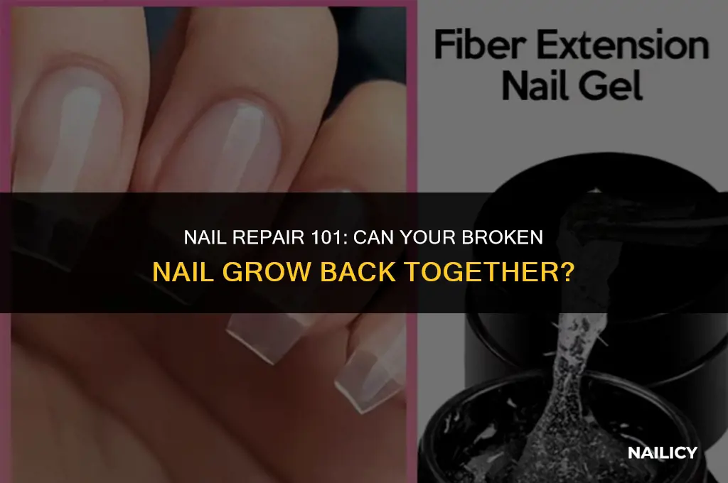 can my broken nail grow back together