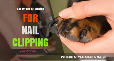Sedation for Nail Clipping: A Guide for Dog Owners