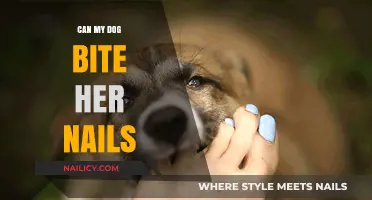 Can My Dog Bite Her Nails? Understanding Canine Nail Biting Behavior