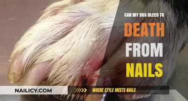 Can My Dog Bleed to Death from Nails? A Pet Owner's Guide