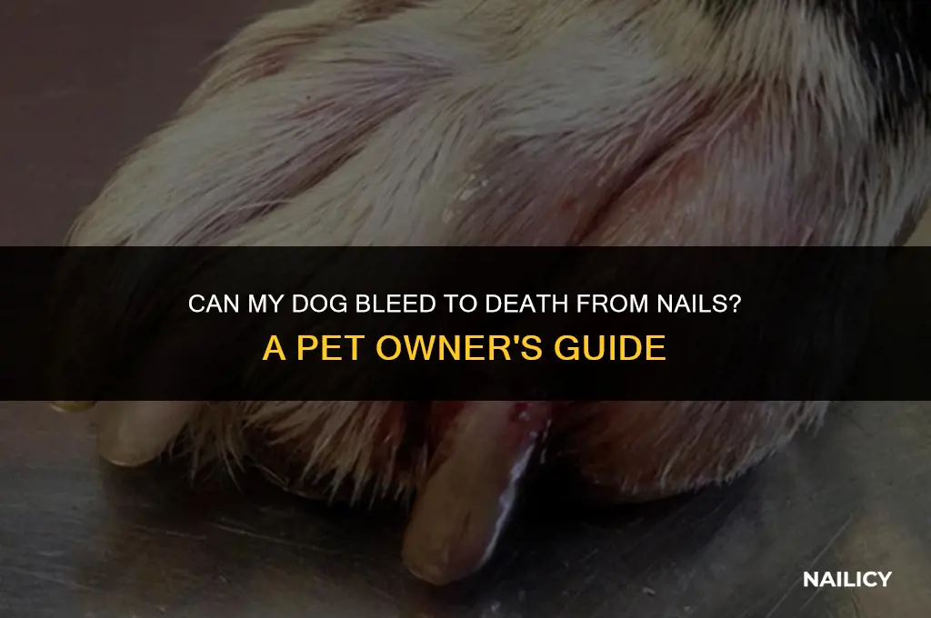 can my dog bleed to death from nails