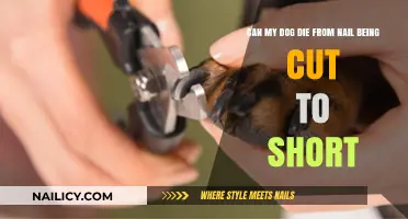 Safeguarding Your Pup: The Risks of Over-Trimming Dog Nails