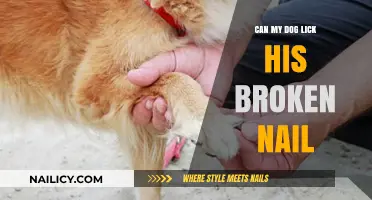 Healing Paws: Can Your Dog Lick Its Broken Nail?