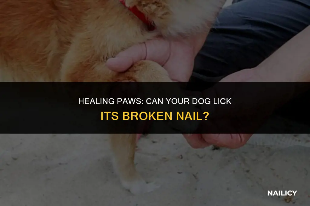 can my dog lick his broken nail