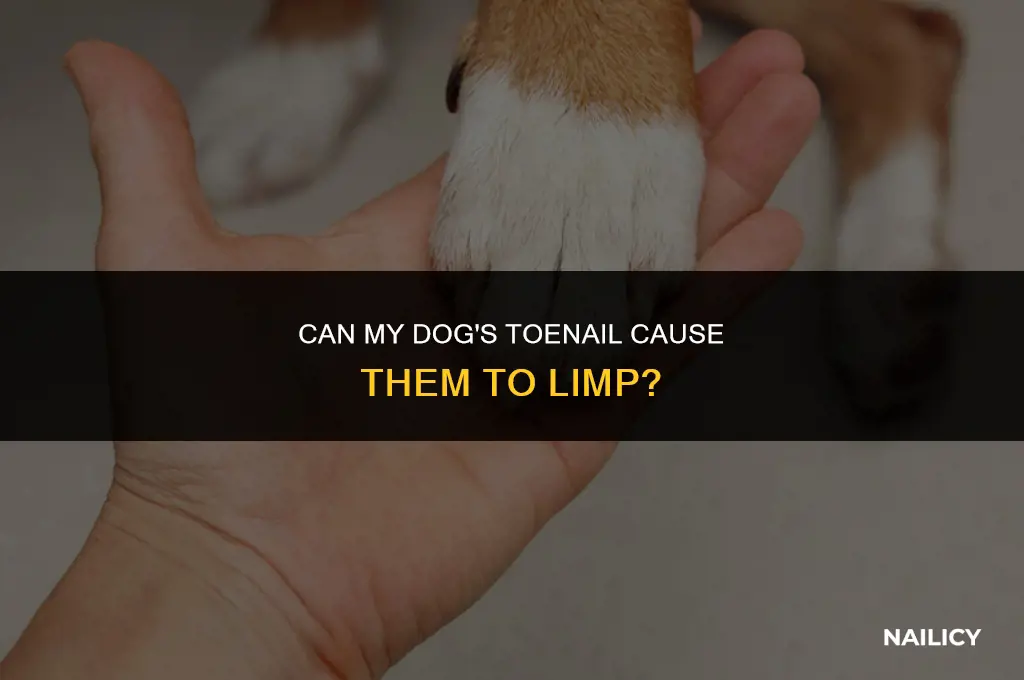 can my dogs toe nail cause them to limp