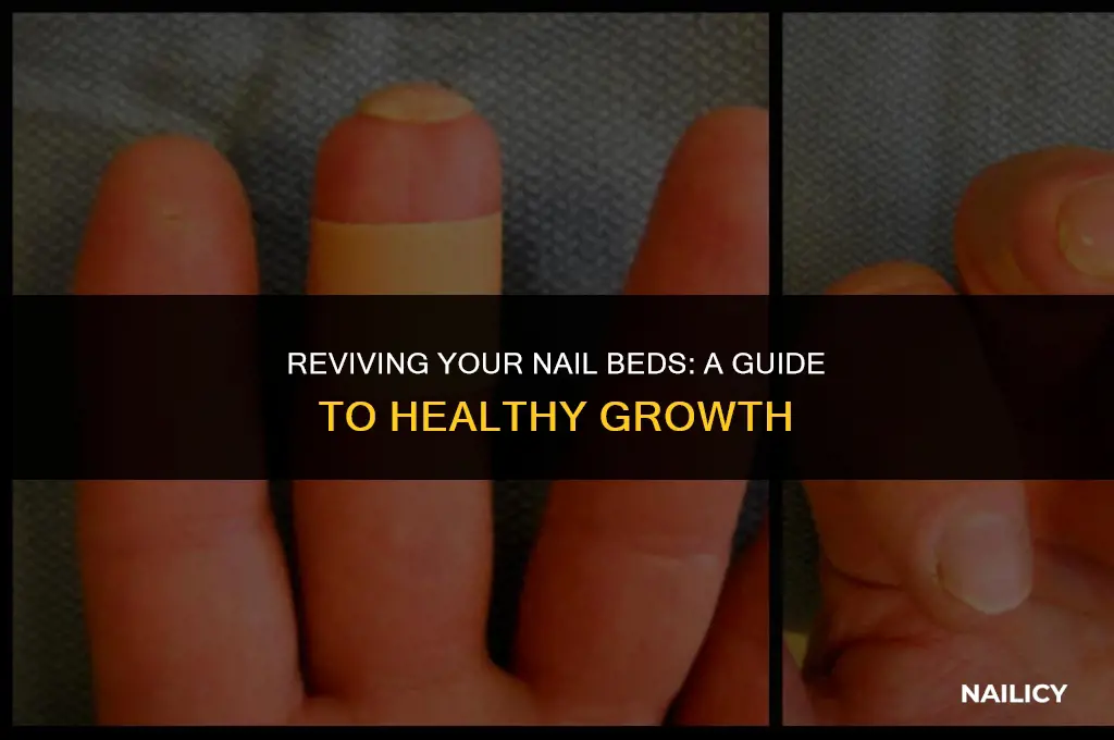 can my nail bed grow back