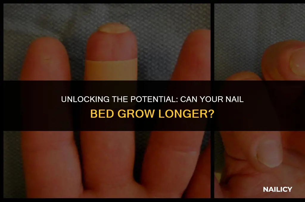 can my nail bed grow longer