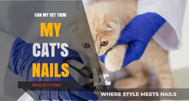 Purr-fectly Safe: Can Your Vet Trim Your Cat's Nails?
