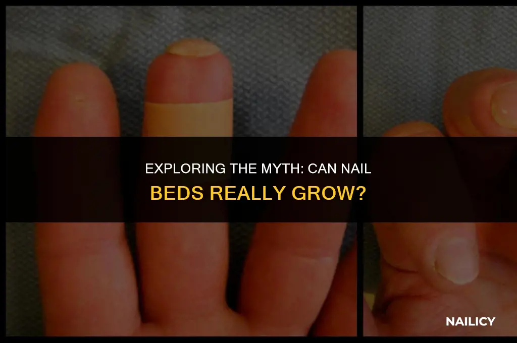 can nail beds grow