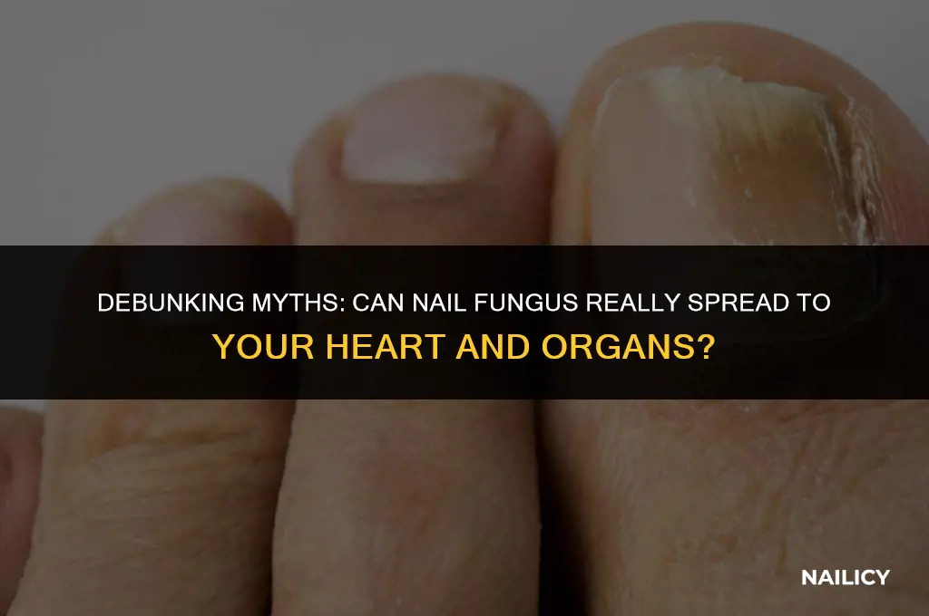 can nail fongus spread to heart and other organs