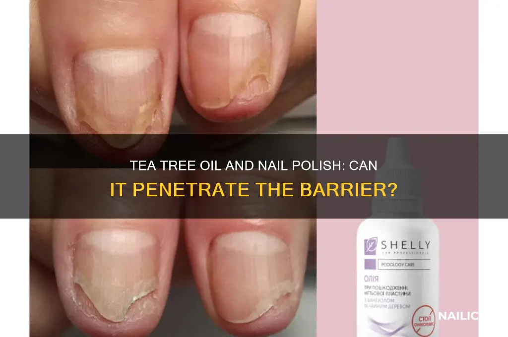 can tea tree oil penetrate nail polish