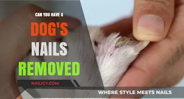 Pet Care: Removing Dog Nails – Safe or Not?