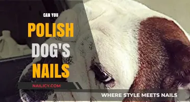 Polishing Your Dog's Nails: Tips, Safety, and Best Practices