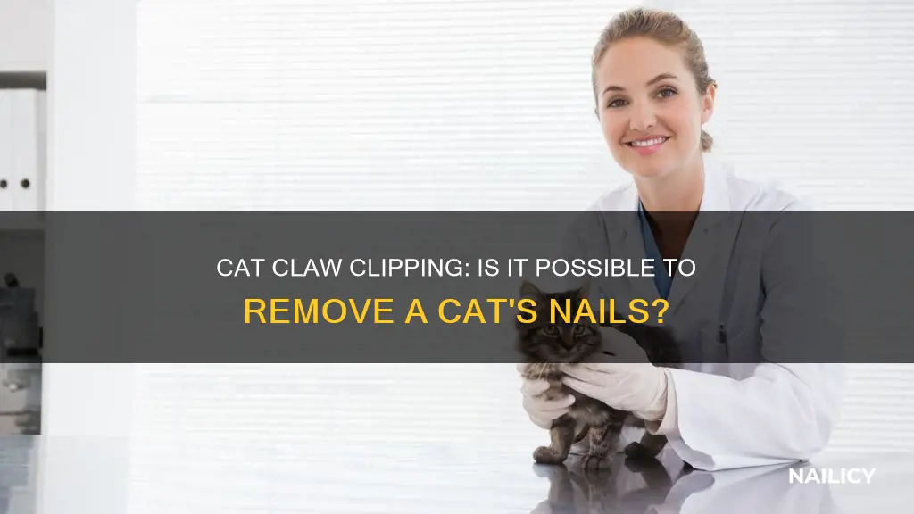 can you remove a cats nails