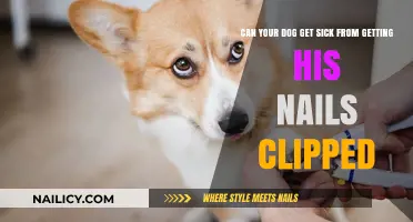 Can Your Dog Get Sick from Getting His Nails Clipped?