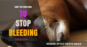 Quick Tips to Stop Your Dog's Nail from Bleeding