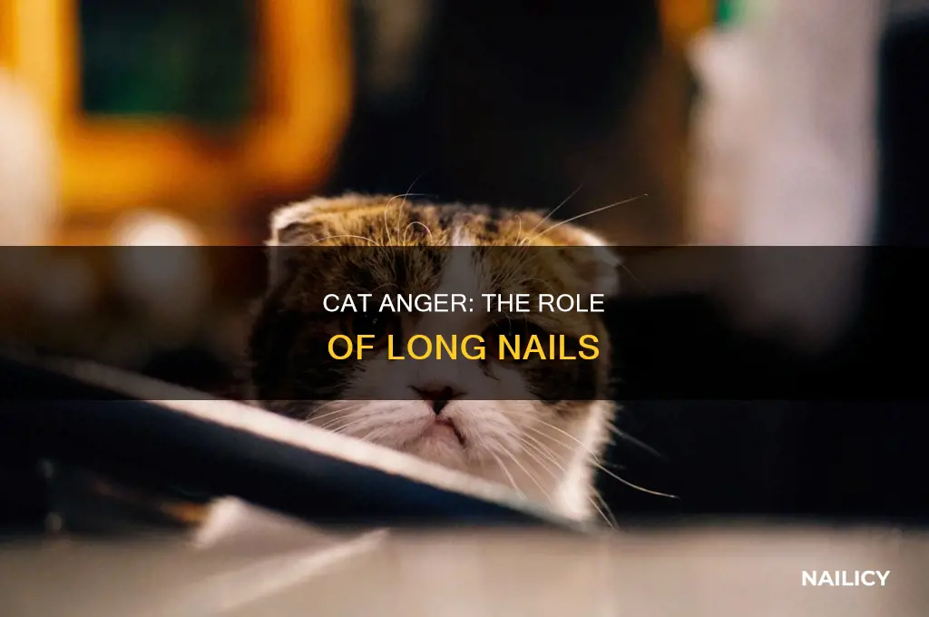 could long cat nails make a cat angry
