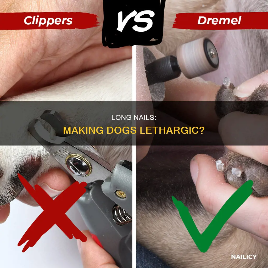 could long nails cause a dog to become lethargic