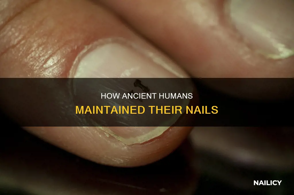 did ancient humans cut their nails