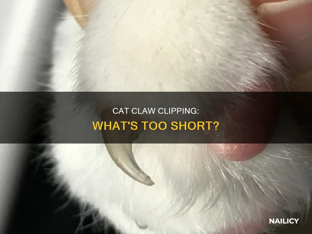 did i cut my cat